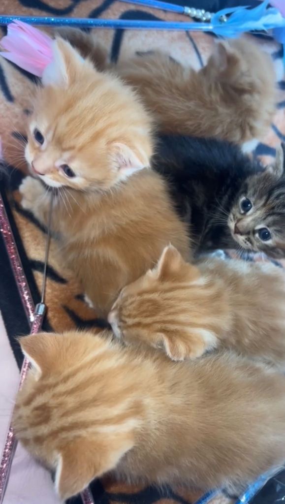 kittens 