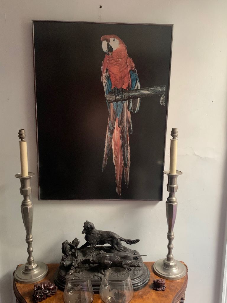 Large Framed Parrot Picture – Black Background, Good Condition