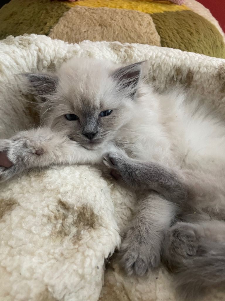 Male Ragdoll Kitten💙Please read description 