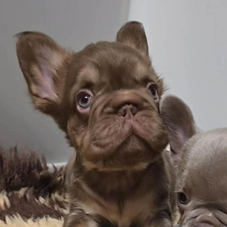 French bulldog puppys