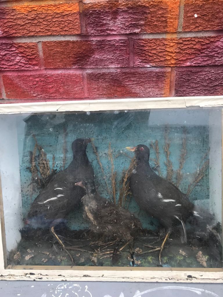 Vintage Taxidermy Birds in Glass Case – Good Project Piece