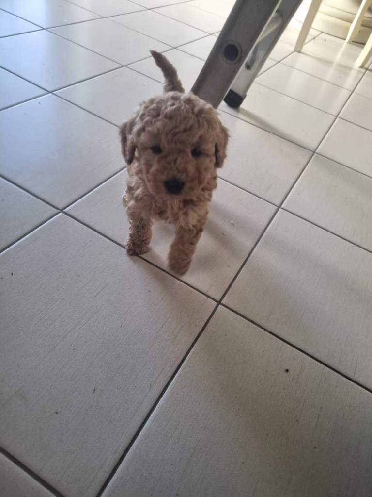 Full pedigree miniature poodles. 2 girls left