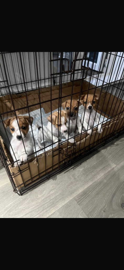 Jack Russell puppies