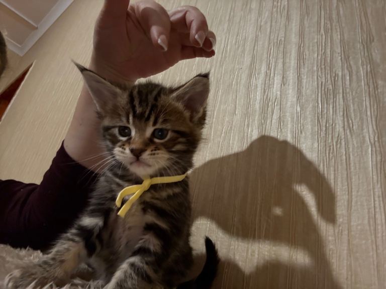 Maine Coon Kittens — Fluffy, Friendly, Ready Soon