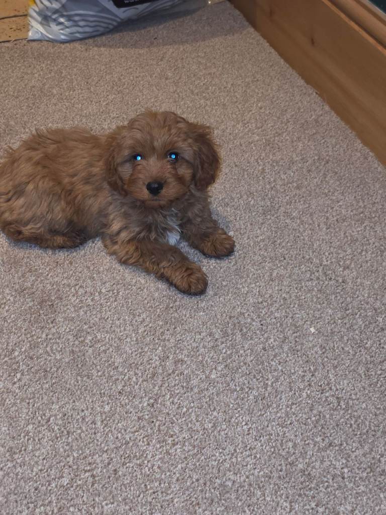 Cavapoo 9 weeks Male Red