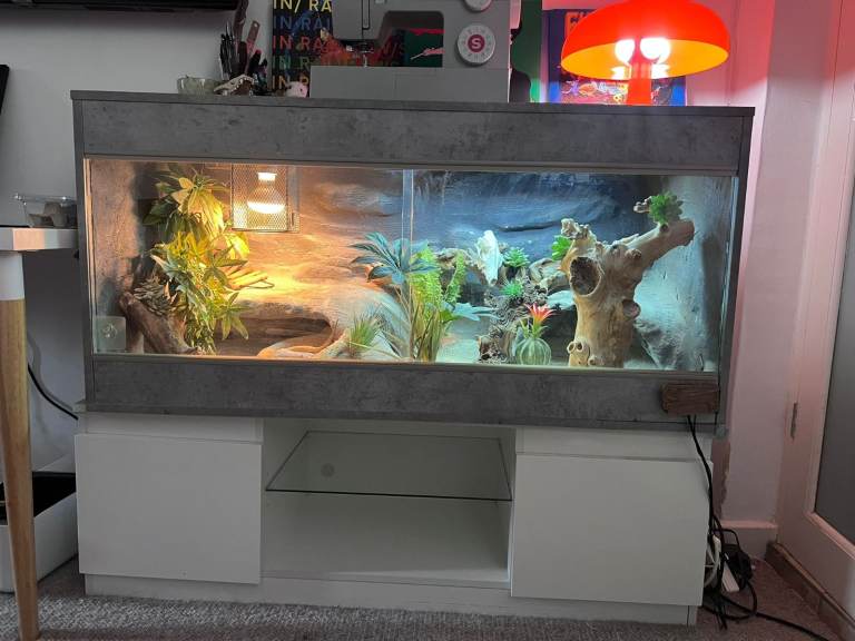 Bearded dragon with Beautiful vivarium 