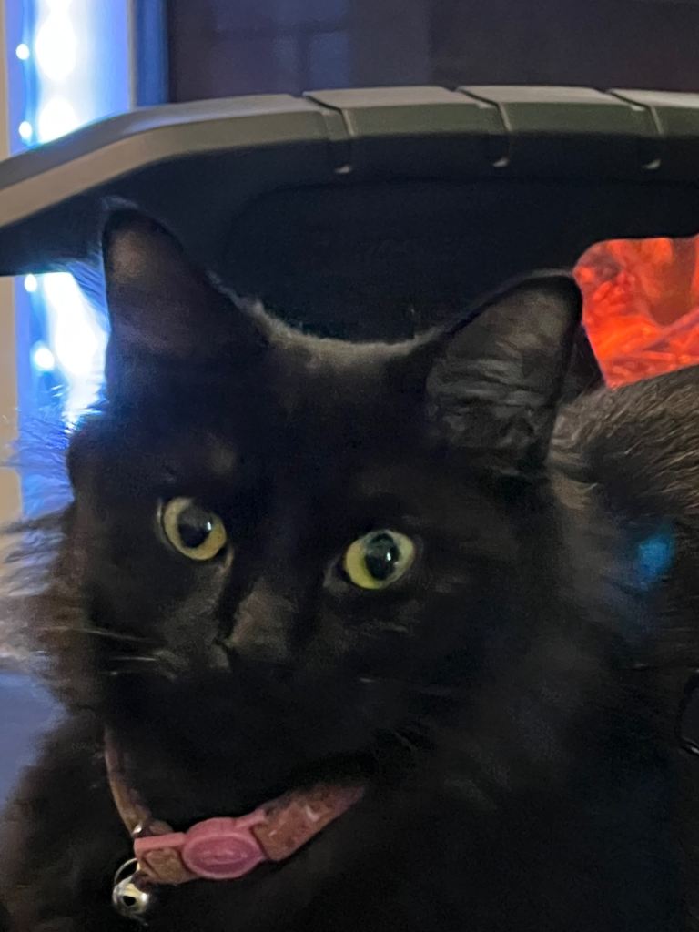 Free Looking for a loving home 