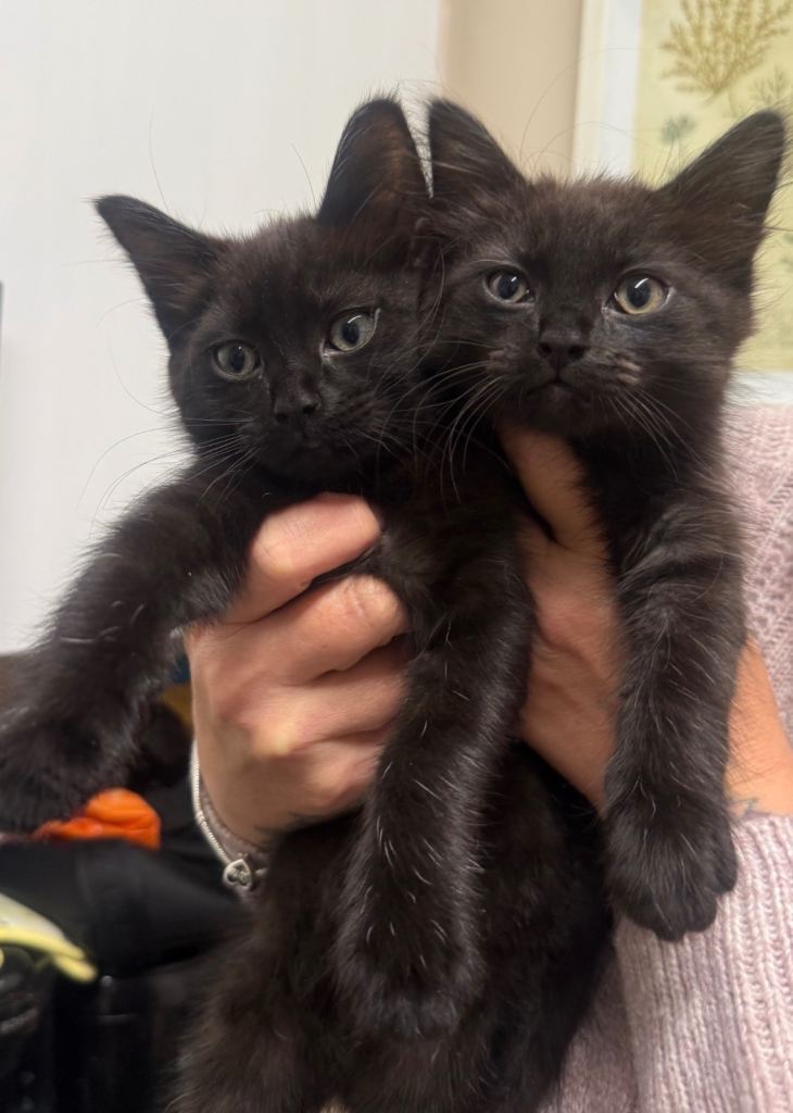 2 beautiful kittens for sale 