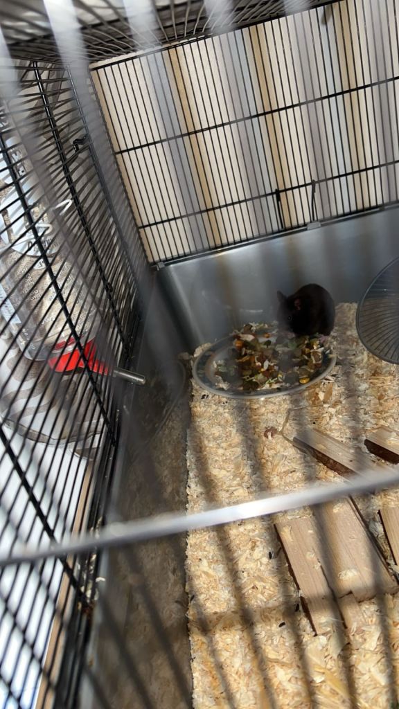 Syrian hamster for sale comes with everything 