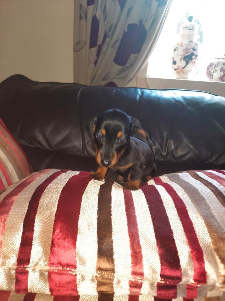 Dachshunds miniature 
