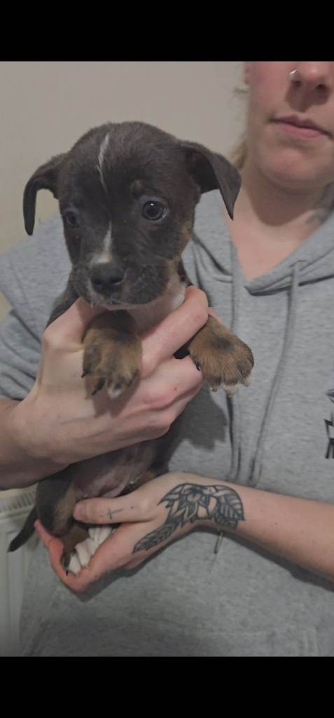 Staffy cross  x old english bulldog females 