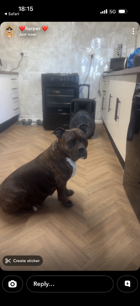 Staffordshire bull terrier 
