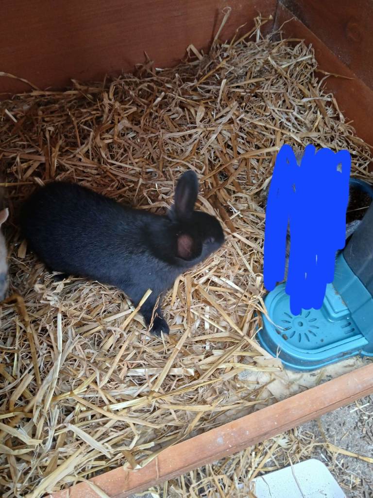 8 week old bunny 
