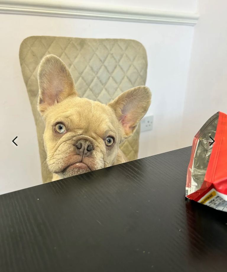 2 Frenchbulldogs mother and son 