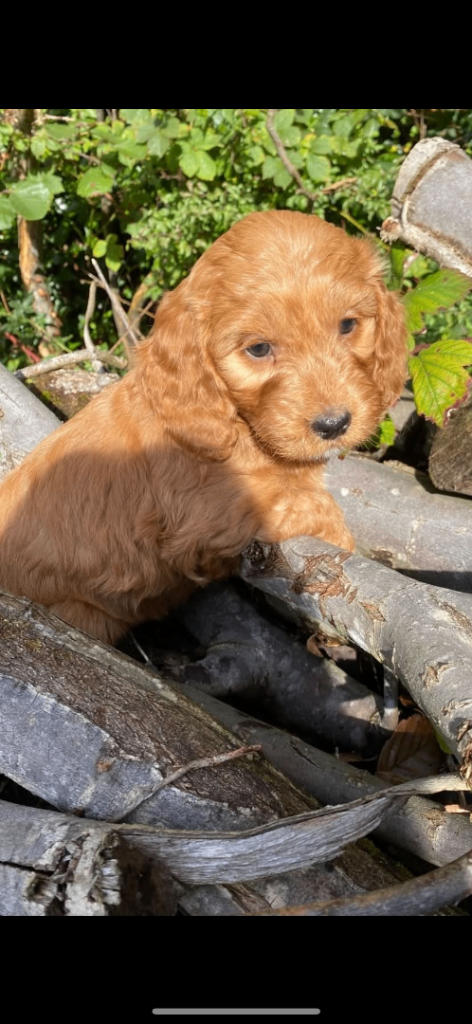 Miniature Cockapoo pups