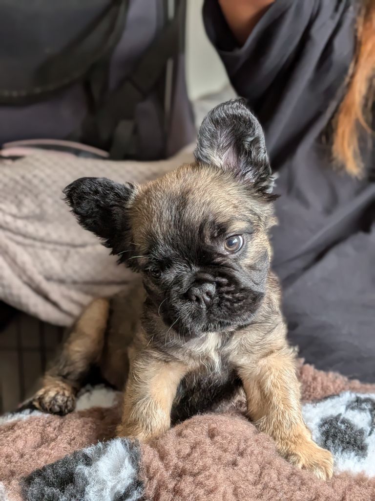 **Reduced** French Bulldog puppies