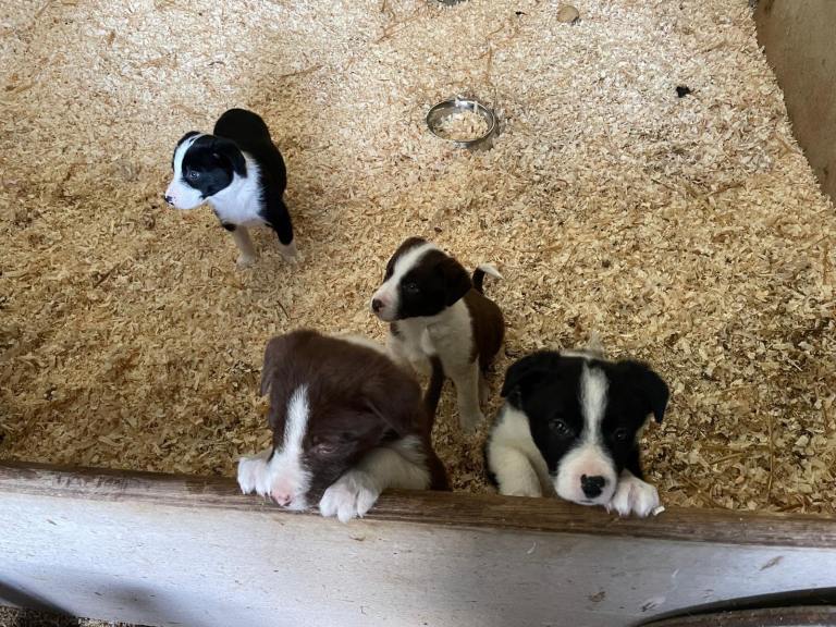 Collie puppies 