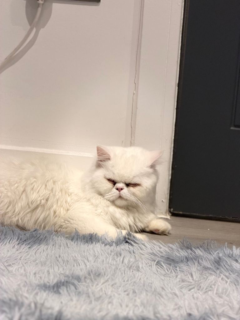 Persian kitten