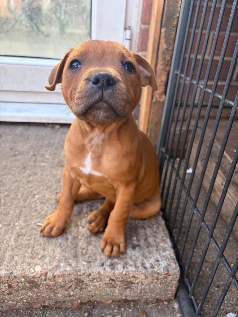 Beautiful Red Staffy Puppies - All reserved - Staffordshire Bull Terrier 