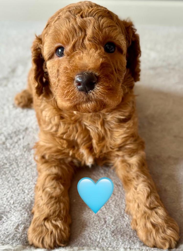 Stunning f1b cockapoo puppy’s 