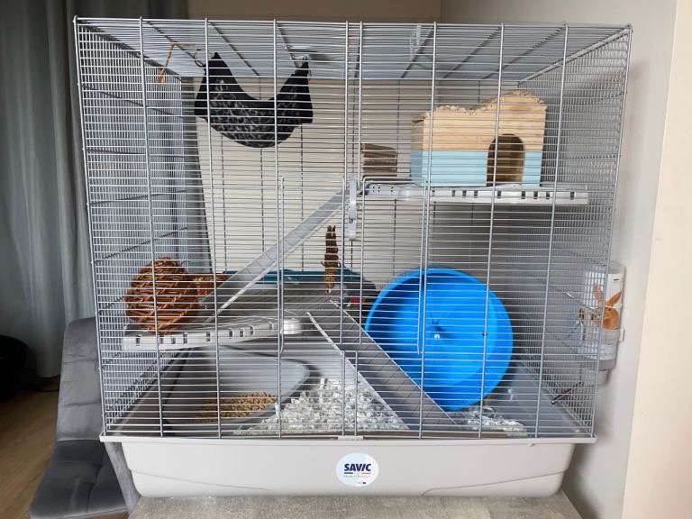 Two female dumbo rats and set up 