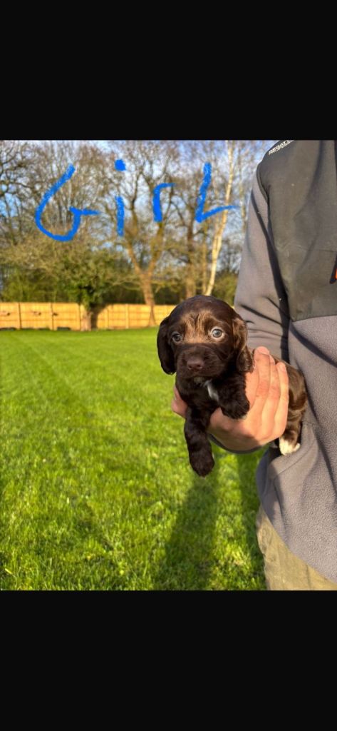 Cocker spaniel puppies