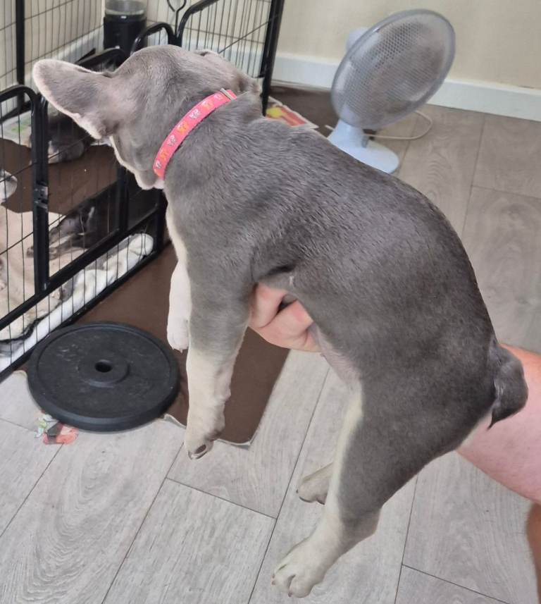 French Bulldog Puppies