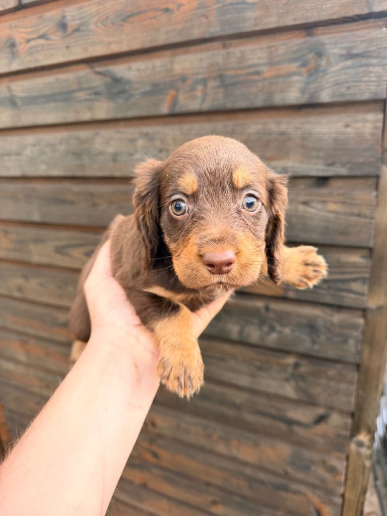 Springer spaniel puppy