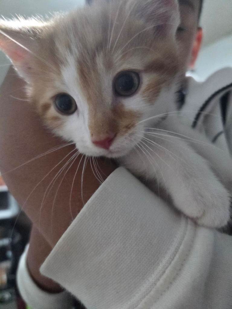 Ginger and white male kitten