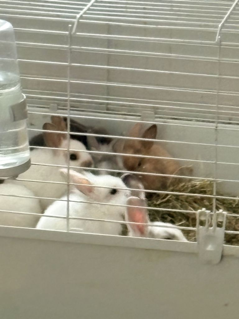 baby rabbits for sale