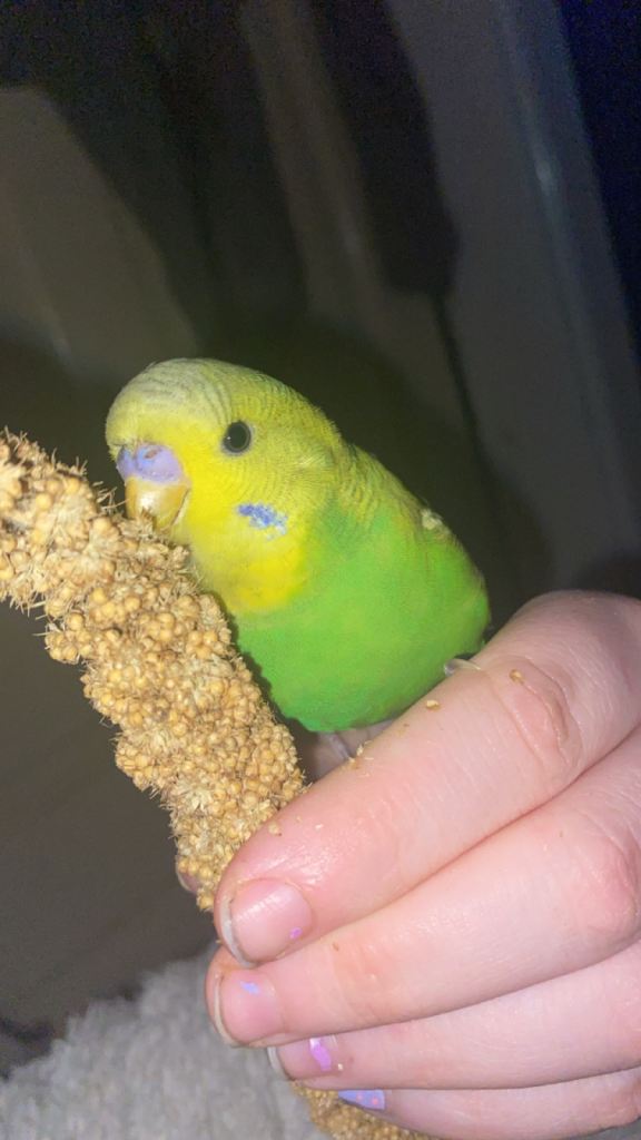 Budgies
