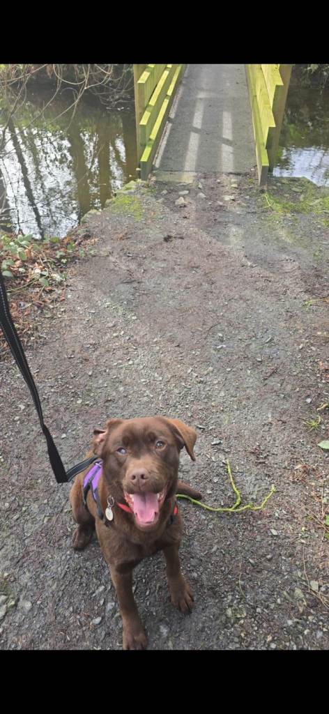 Chocolate Lab