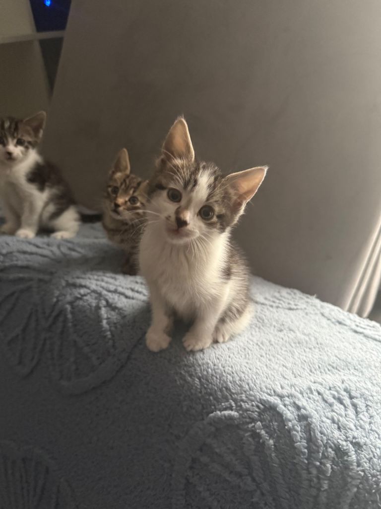 3 Kittens for sale 