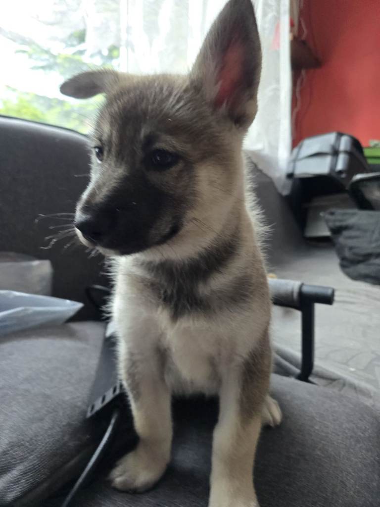 Husky puppie