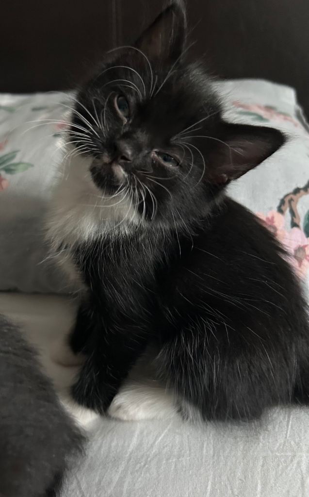 Beautiful fluffy kittens for sale