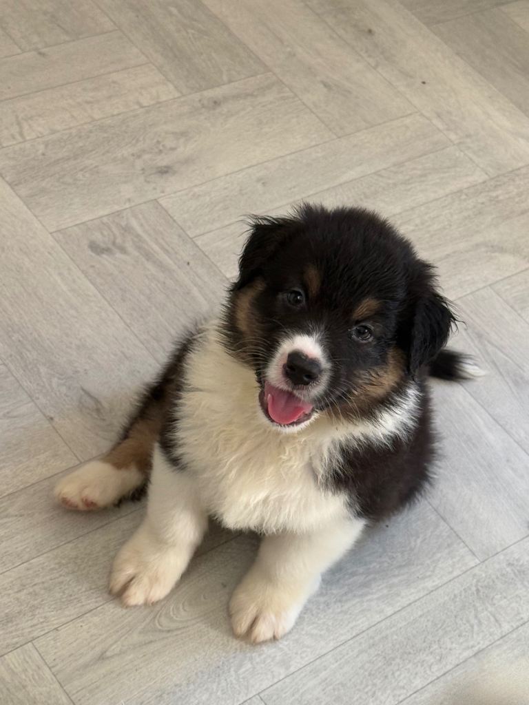 Australian Shepherd Puppies