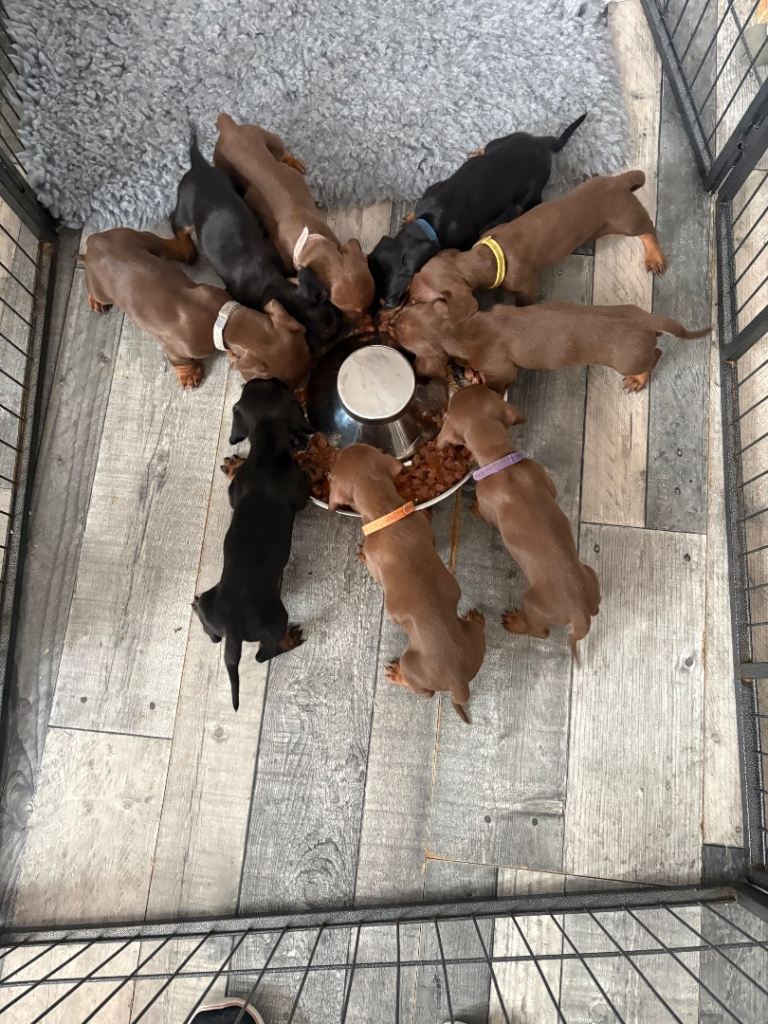 KC standard dachshund puppies 