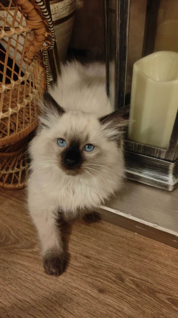 Ragdoll kittens 