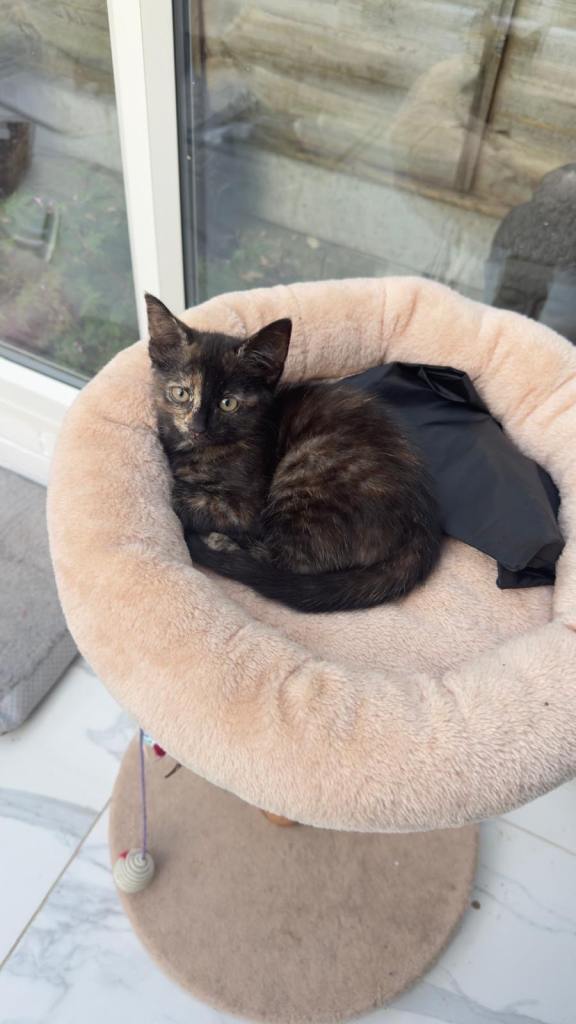 female Kittens for sale