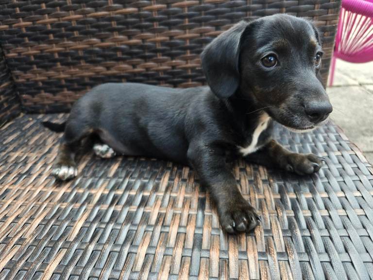 Daschund puppy 