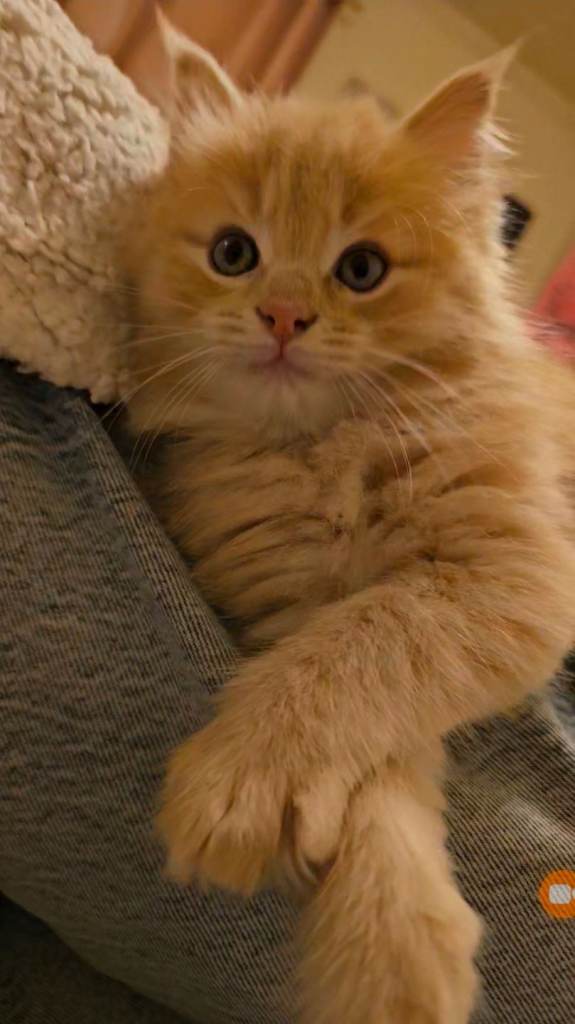 8 week old kitten maine coon crossed ragdoll male