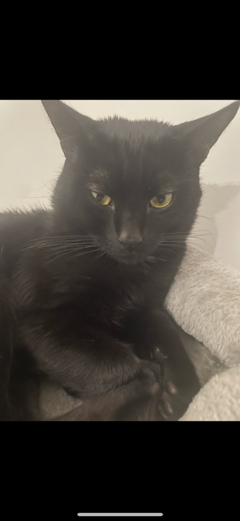 black male cat for sale 