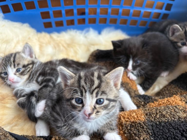 4 x Kittens