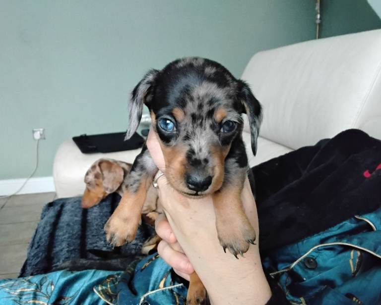Miniature dachshunds