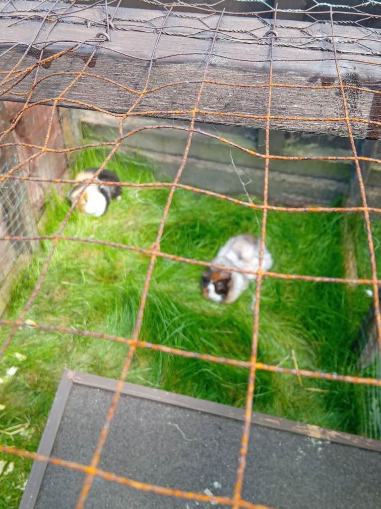 image for Guinea pig free to good home 