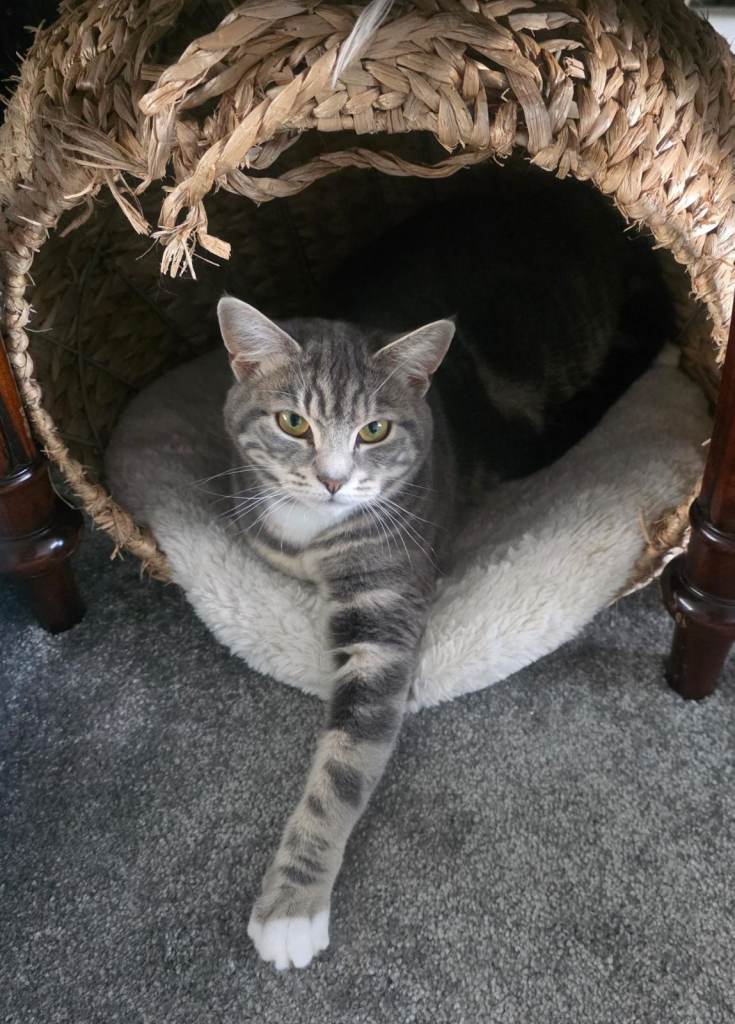 Unique Grey Bengal Female