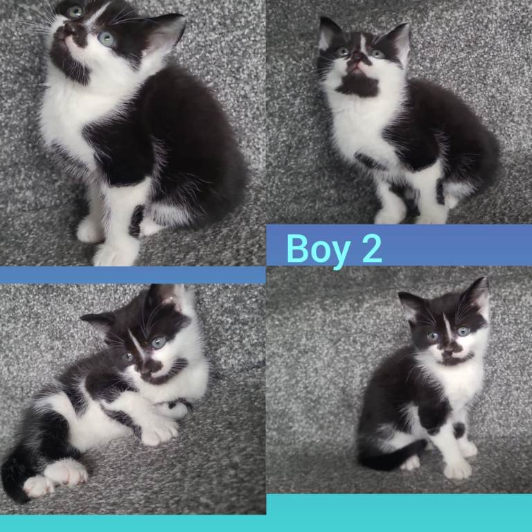 4 Gorgeous kittens for sale!