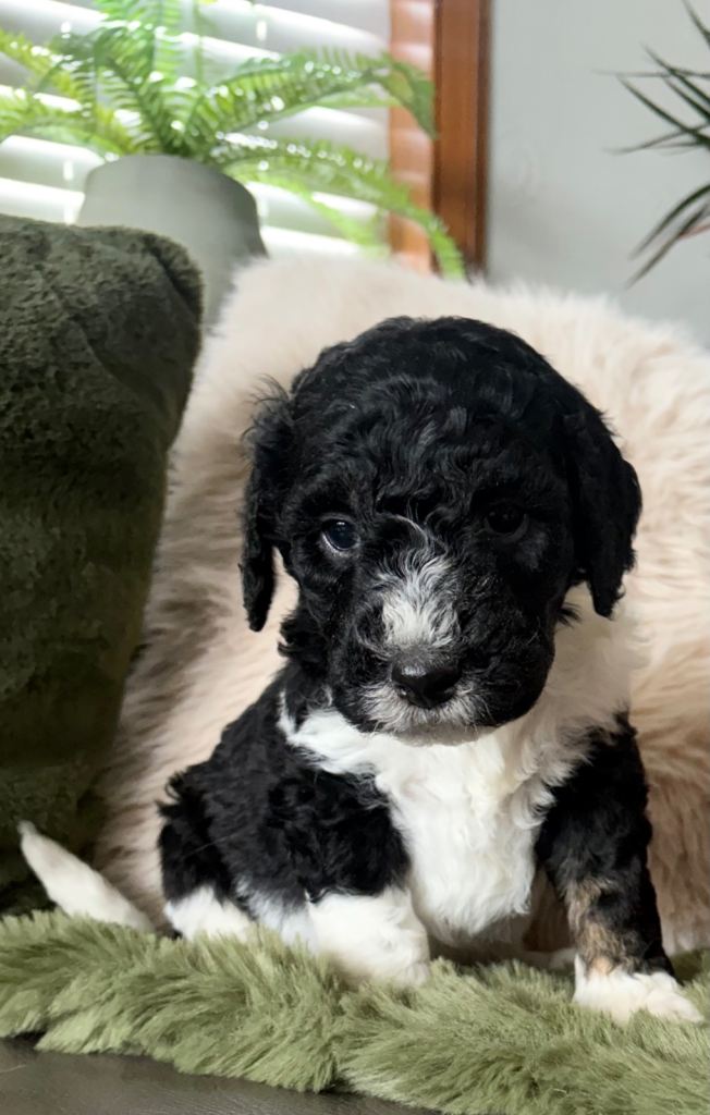F1b bernedoodle puppies 