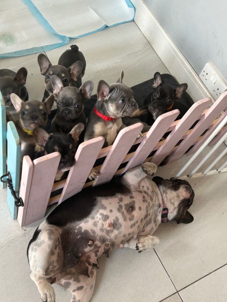 French bulldogs