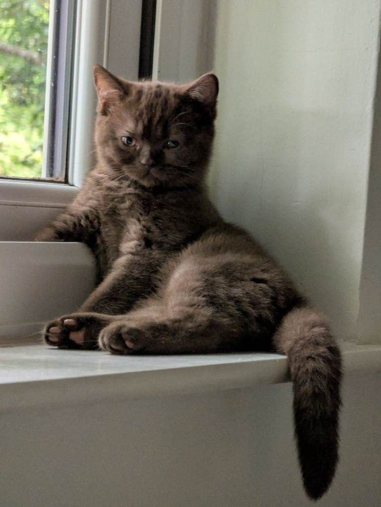 Last brown Pure British short hair kitten